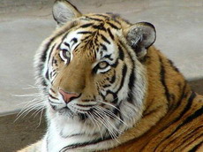 амурский тигр. питание