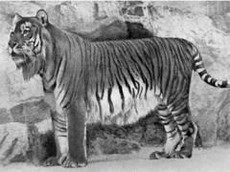 каспийский тигр. ареал