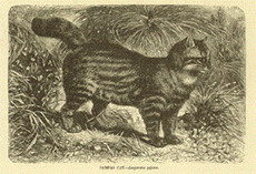 пампасская кошка