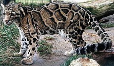 дымчатый леопард
