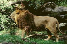 азиатский лев