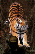 тигр. внешний вид