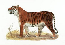 тигр. вымершие подвиды
