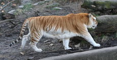 тигр. территориальное и социальное поведение