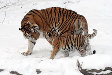 тигр. размножение