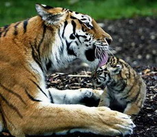 тигр. изучение в природе