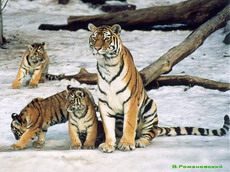амурский тигр. образ жизни