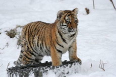 амурский тигр. размножение