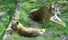 амурский тигр. охрана. интересные факты