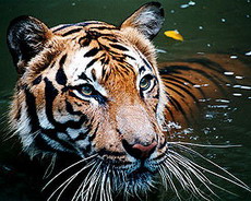 малайский тигр