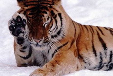 суматранский тигр. размножение