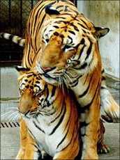 южно-китайский тигр