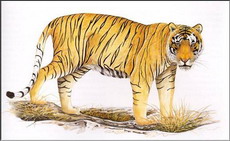 балийский тигр