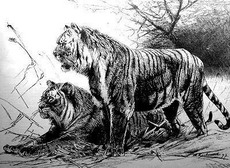 туранский тигр взаимоотношения с человеком