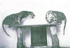яванский тигр сегодня