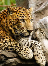 леопард . филогения и эволюция