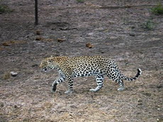 леопард . территориальное и социальное поведение