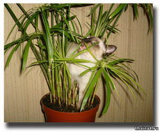 домашние растения опасны для кошек