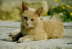 бездомные кошки: некоторые замечания к вопросу о возможности выживания вне поселений человека